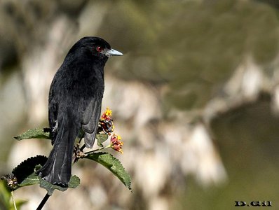 VIUDITA NEGRA COMÚN (Knipolegus cyanirostris) - Monte en Las Brujas - CANELONES (Mayo 2014)